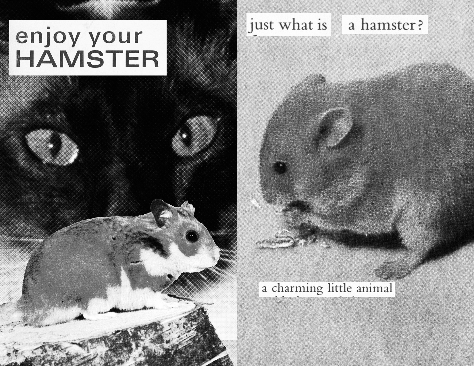 Collage zine in black and white depicting a siamese cat and a syrian hamster. Title page: an image of a hamster in front of a closeup of the cat's eyes with text: 'enjoy your hamster' / Page 1: image of a hamster with text 'just what is a hamster? a charming little animal'