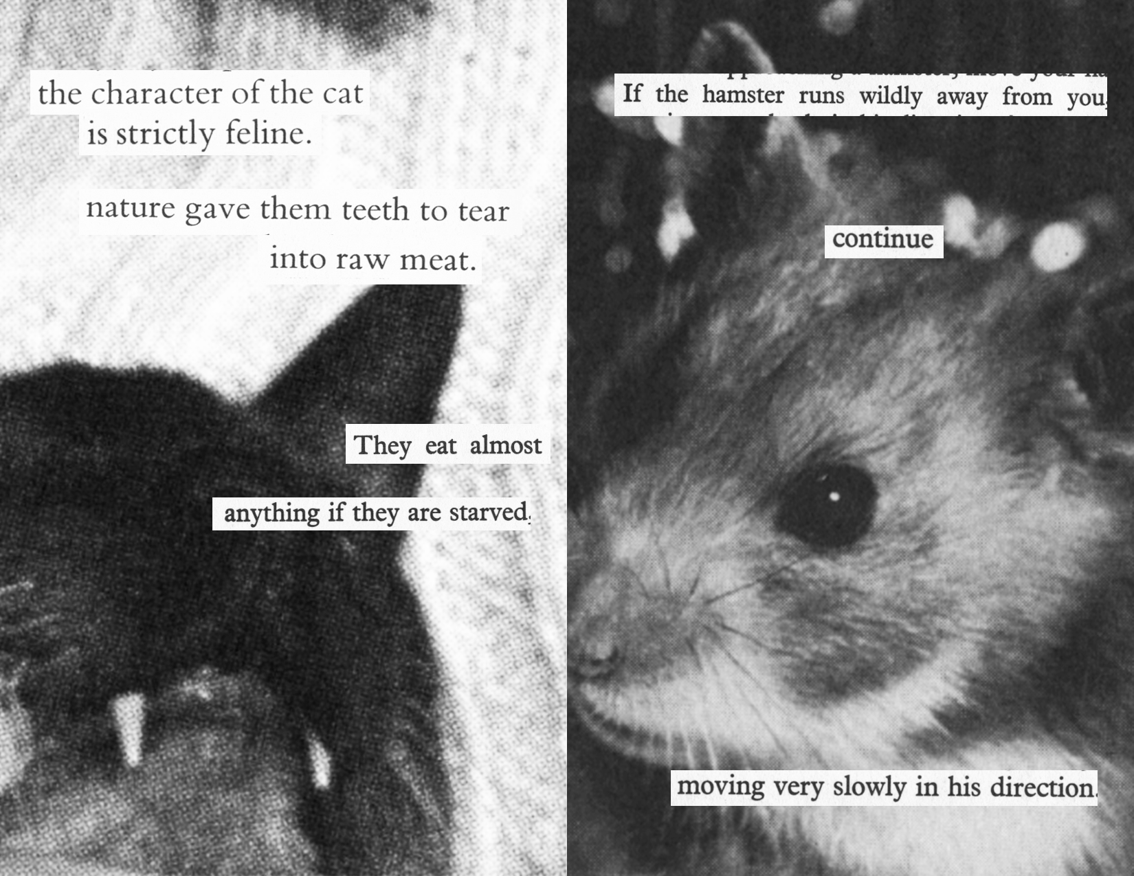 Page 2: Image of a cat with teeth visible with text 'the character of the cat is strictly feline. nature gave them teeth to tear into raw meat. They eat almost anything if they are starved.' Page 3: Closeup image of a hamster with text 'If the hamster runs wildly away from you, continue moving very slowly in his direction'
