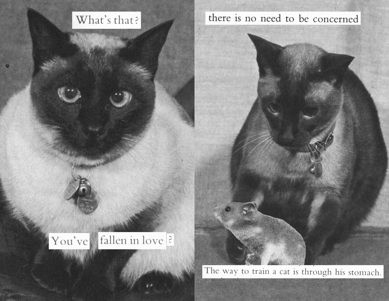 Page 4: The cat looks at the viewer with text 'What's that? You've fallen in love?' Page 5: The cat touches the hamster with a paw with text 'there is no need to be concerned. The way to train a cat is through his stomach'