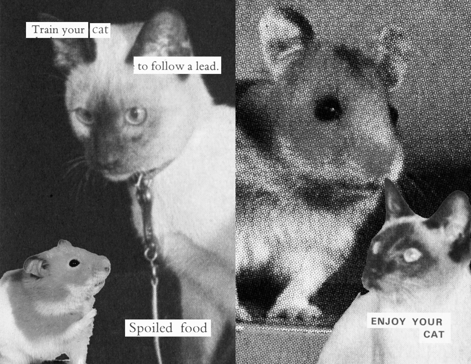 Page 6: The cat on a leash beside the hamster with text 'Train your cat to follow a lead. Spoiled foot' Page 7: Image of the hamster large and the cat small with text 'enjoy your cat'