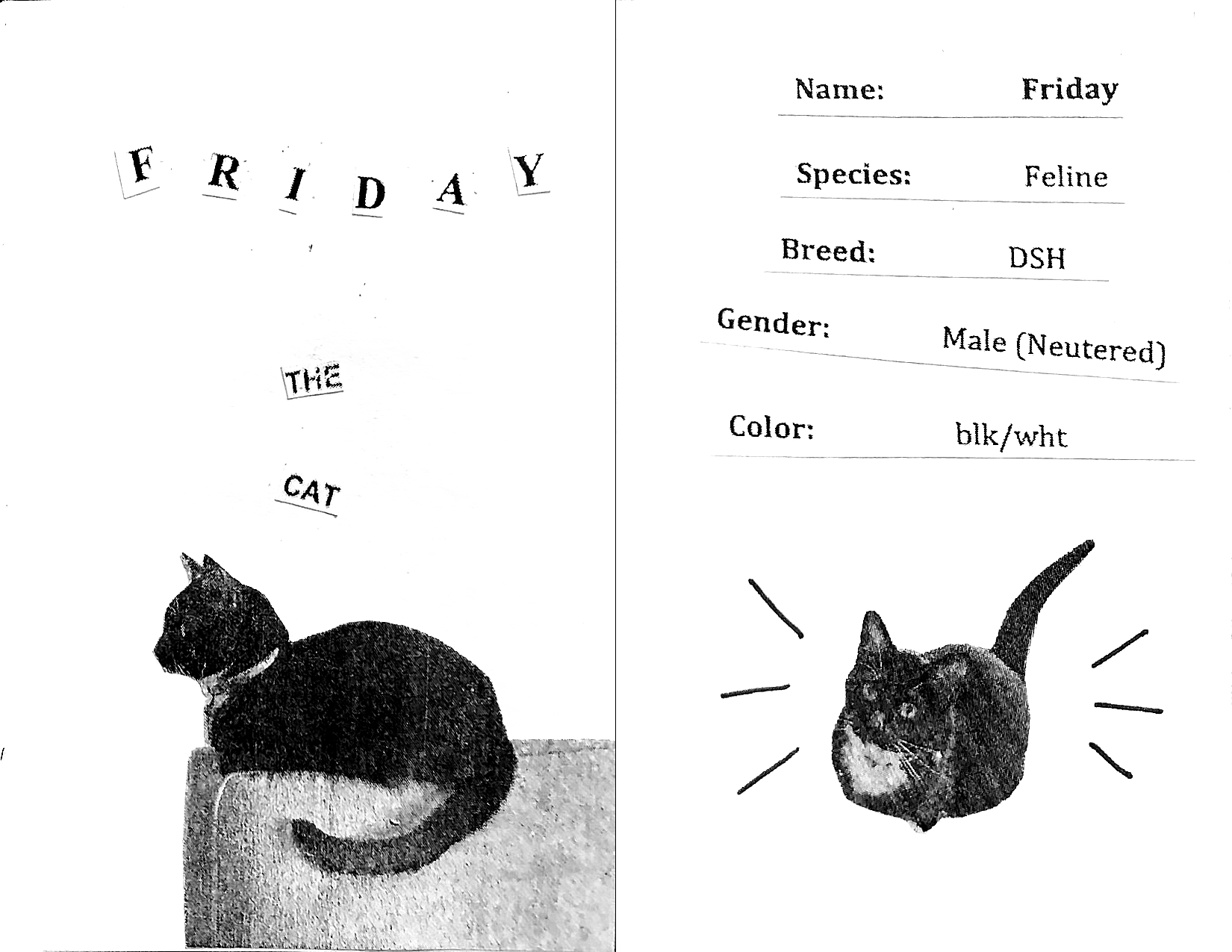 Black and white zine with collage and doodles. Title page: Image of a tuxedo cat on the back of a chair with title 'FRIDAY THE CAT' Page 1: Small image of Friday looking at the viewer with text 'Name: Friday / Species: Feline / Breed: DSH / Gender: Male (Neutered) / Color: blk/wht'