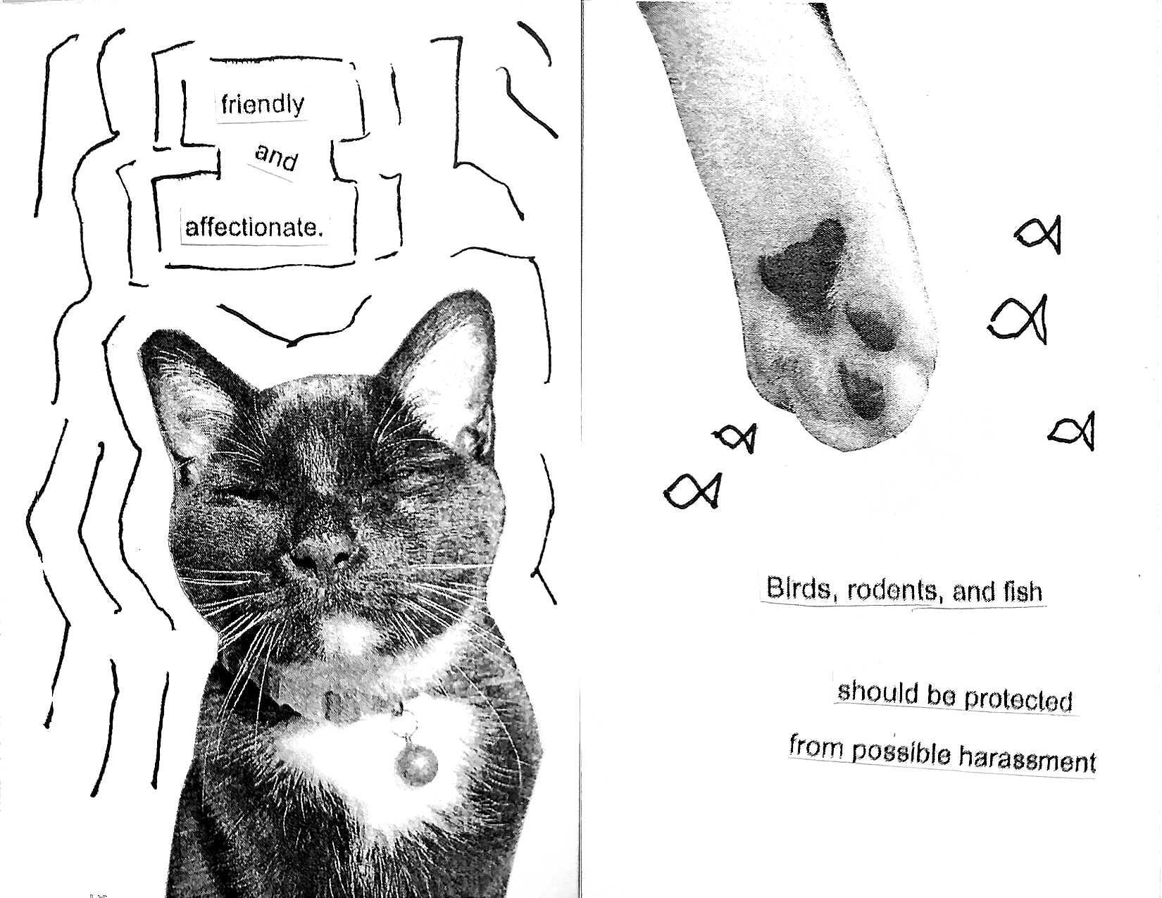 Page 2: Image of Friday with closed eyes and text 'friendly and affectionate' Page 3: Friday's paw and doodles of small fish with text 'Birds, rodents, and fish should be protected from harassment'
