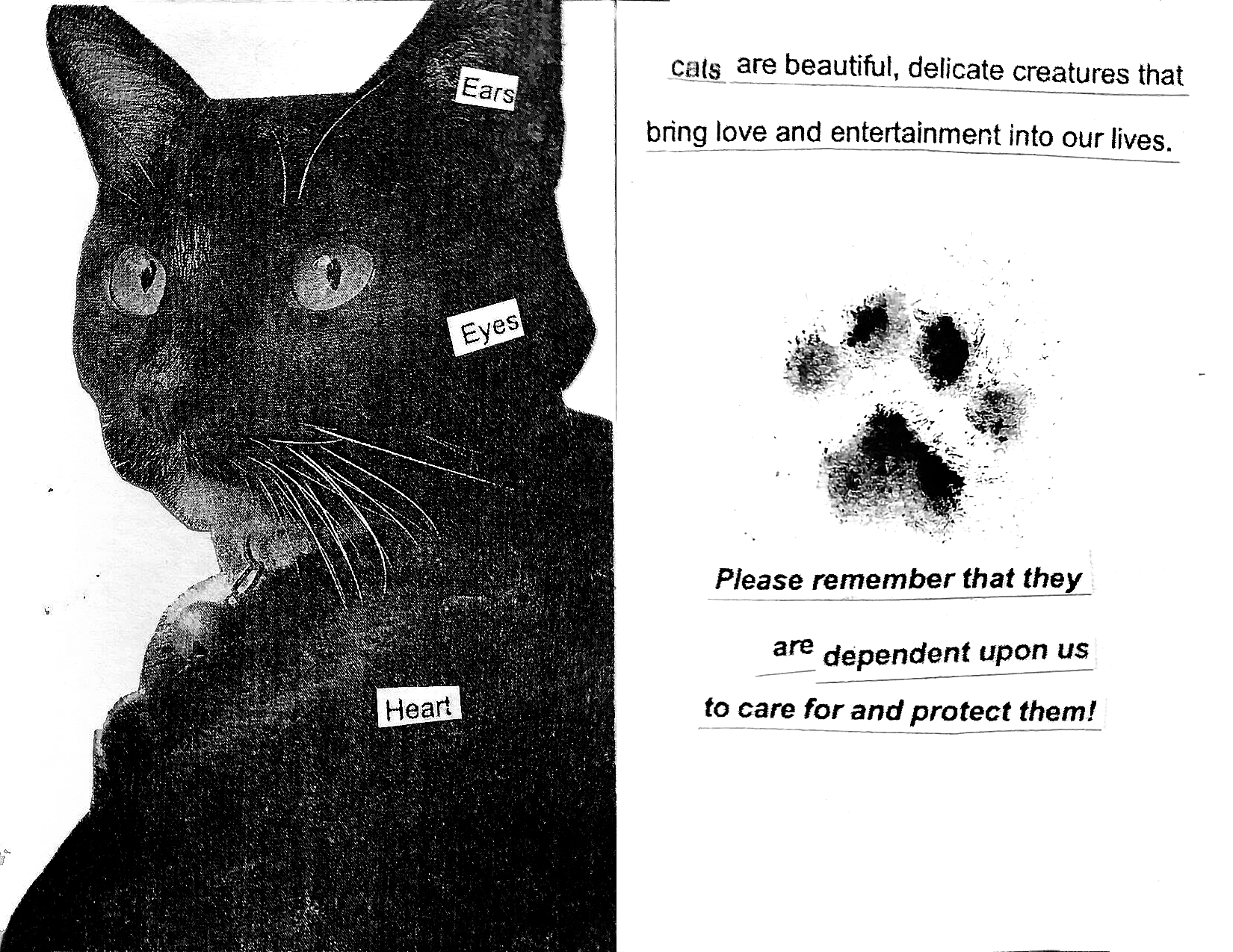 Page 6: Closeup of Friday with text 'ears / eyes / heart' Page 7: Friday's pawprint with text 'cats are beautiful, delicate creatures that bring love and entertainment into our lives. Please remember that they are dependent upon us to care for and protect them!