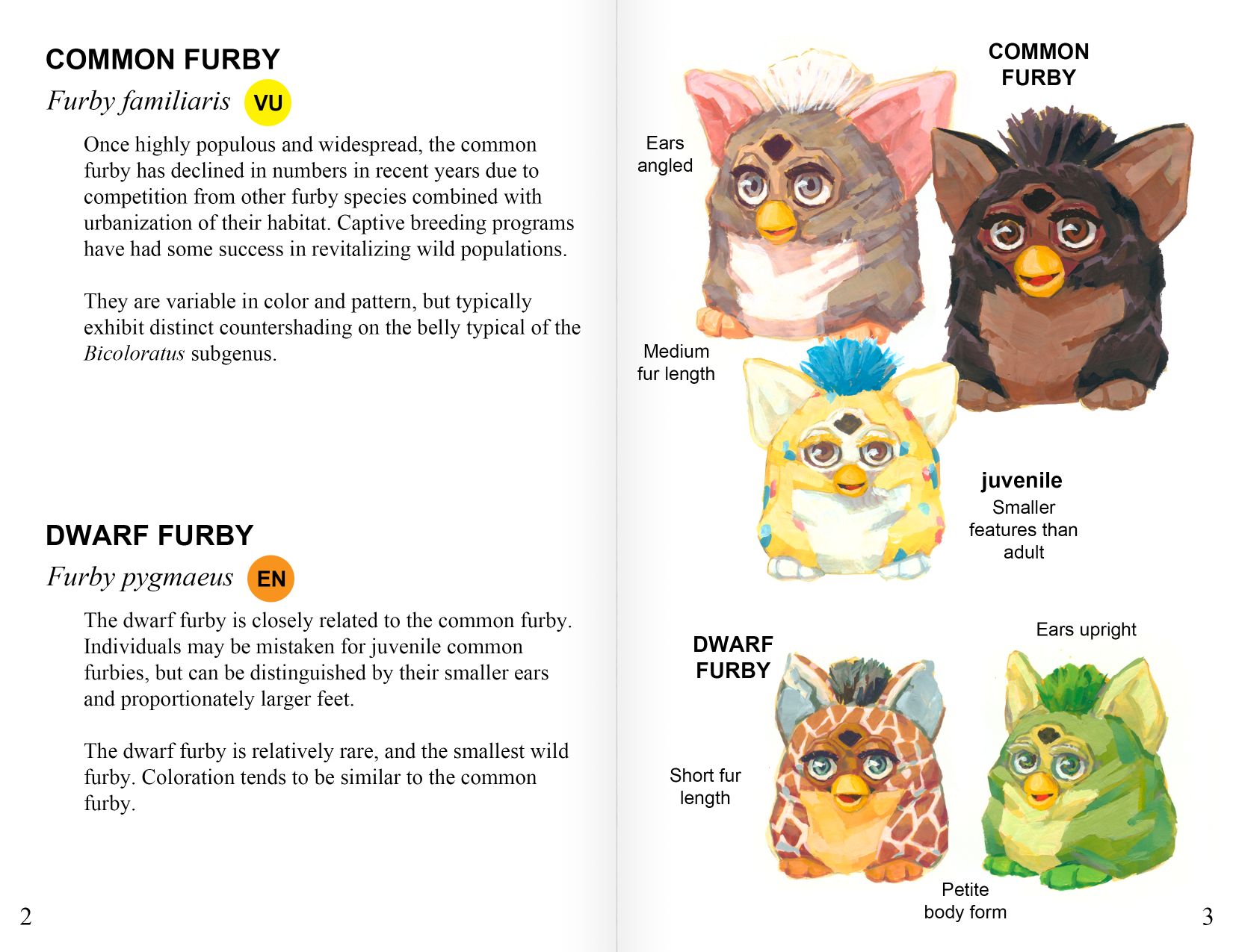 Top main text: 'Common Furby: Furby familiaris (VU). Once highly populous and widespread, the common furby has declined in numbers in recent years due to competition from other furby species combined with urbanization of their habitat. Captive breeding programs have had some success in revitalizing wild populations. They are variable in color and pattern, but typically exhibit distinct countershading on the belly typical of the Bicoloratus subgenus.' Image depicts illustrations of multiple types of Furby with notes 'Common Furby / Ears angled / medium fur length / juvenile: smaller features than adult'. Bottom main text: 'Dwarf Furby: Furby pygmaeus (EN). The dwarf furby is closely related to the common furby. Individuals may be mistaken for juvenile common furbies, but can be distinguished by their smaller ears and proportionately larger feet. The dwarf furby is relatively rare, and the smallest wild furby. Coloration tends to be similar to the common furby. Image depicts illustrations of multiple types of Furby plush with notes 'Dwarf furby / Ears upright / Short fur length / Petite body form'
